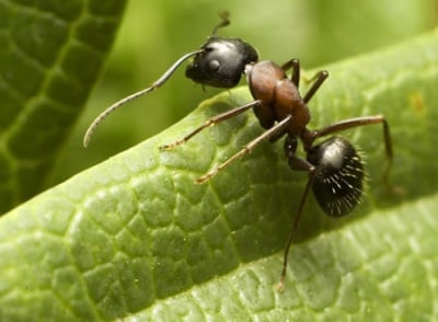 Кое е най - многобройното същество?