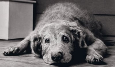 Кои са причините за Бронхопневмония при кучето