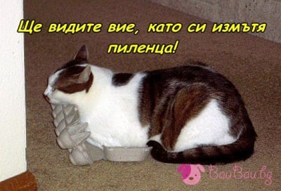 Кой скри яйцата?