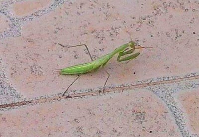 Кой спорт е вдъхновен от движението на богомолката?