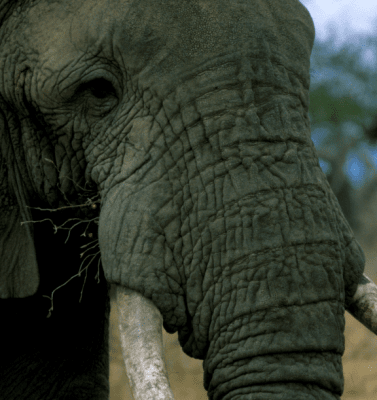Кожа на Африкански слон