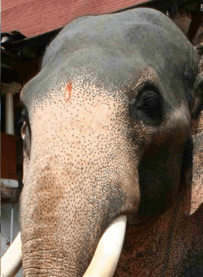 Кожа на Азиатски слон