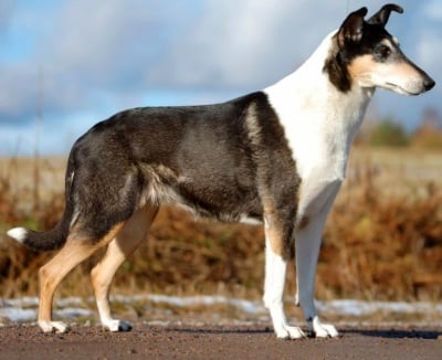 Коли - късокосместо