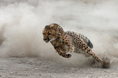 Колко бързо бяга гепарда