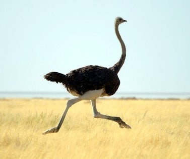 Бързината на щрауса