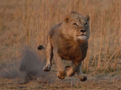 Кой колко бързо бяга?