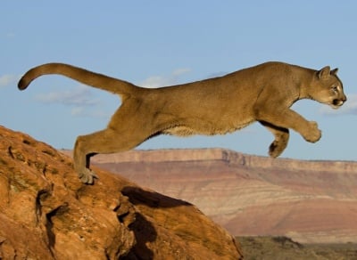 Кой колко дълго скача?