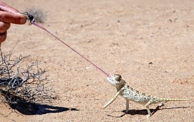 Колко е дълъг езика на хамелеона?