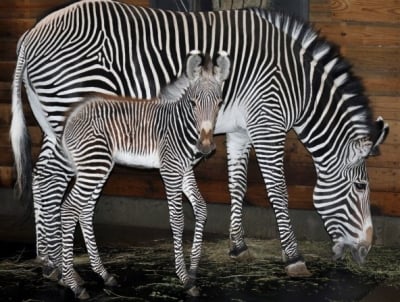 Кой колко живее?