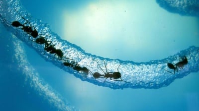 Колко издържа мравката под вода?