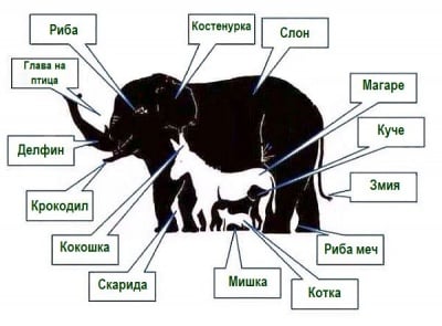Колко животни има на снимката? - отговор на загадката