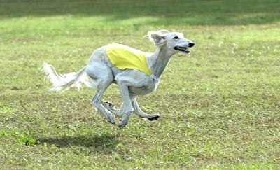 Колко километра развива Салуки при бягане?