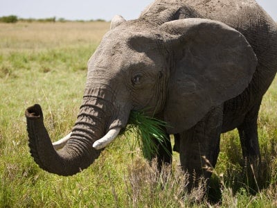 Колко яде африканския слон