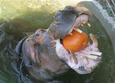 Колко яде хипопотама