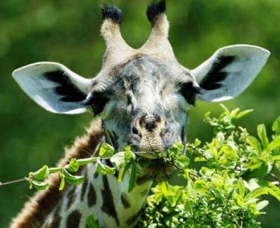 Колко яде жирафа