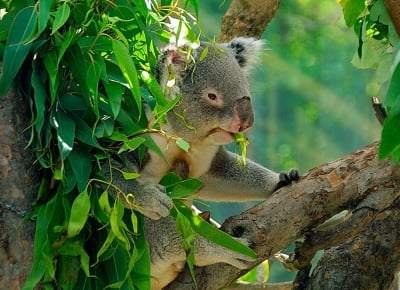 Колко яде коалата