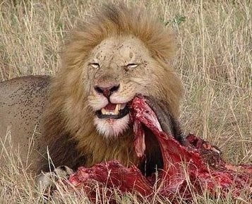 Колко яде лъва