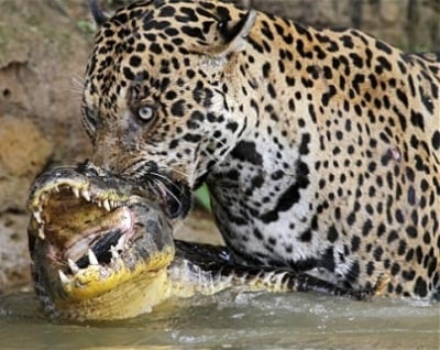 Колко яде ягуара