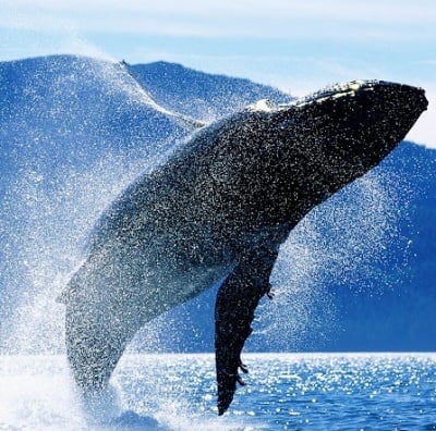 Колко яде синия кит