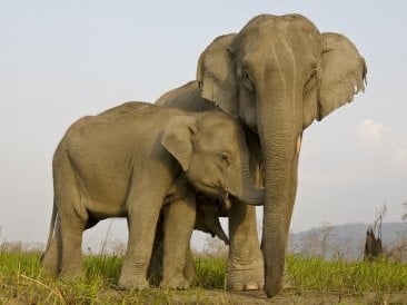 Колко ражда Индийския слон