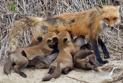 Колко ражда лисицата