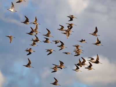 Колко са птиците на Земята