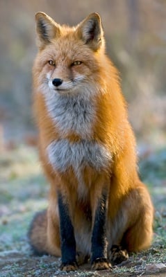 Колко тежи лисицата