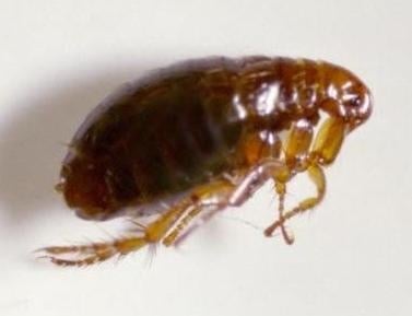 Колко високо скача бълхата?