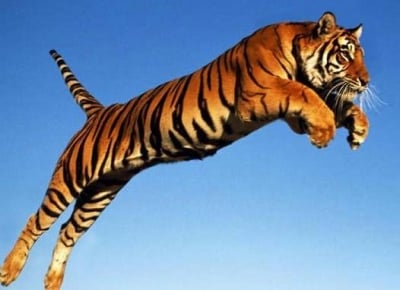 Кой колко високо скача?