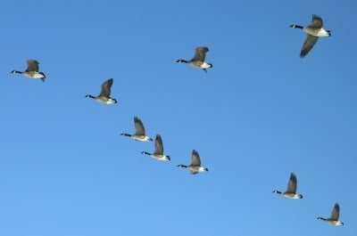 Най - високо летящата птица