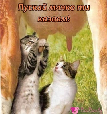 Ето как се дои крава!