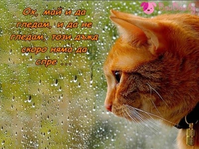 Дъждовно очакване 