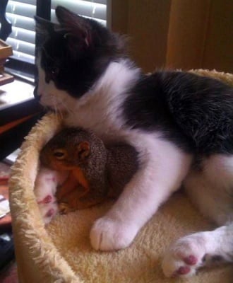 Коте и катеричка