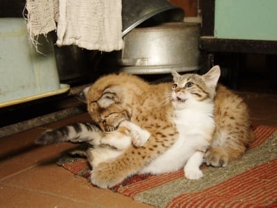 Коте и рисче си играят заедно