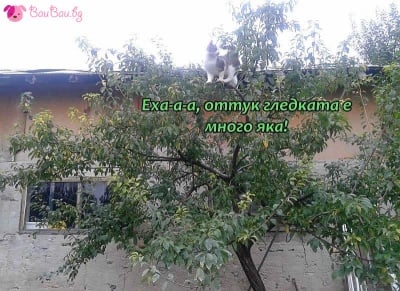 Къде е котето?