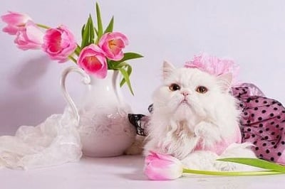 За твоят ден рожден днес те поздравявам с котешки рефрен