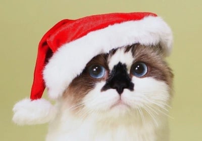 Коте с коледна шапка