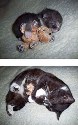 Коте с мече преди и след