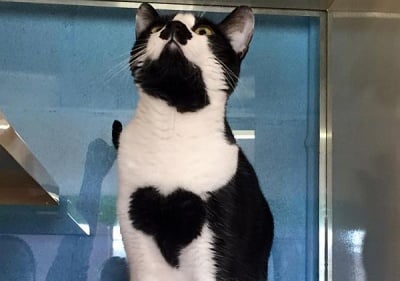 Коте с истинско сърце на гърдите прекарва целия си живот в приют