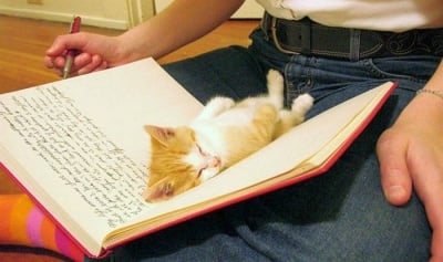 Котенца, които обичат да бъдат на необичайни места