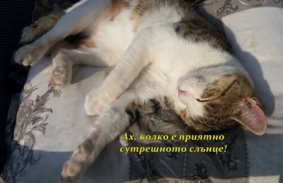 Сутрешен релакс