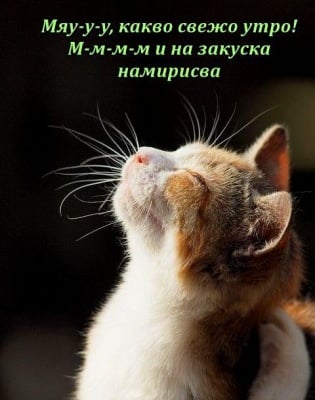 Усмихнат котешки понеделник