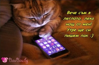 Котешки чат