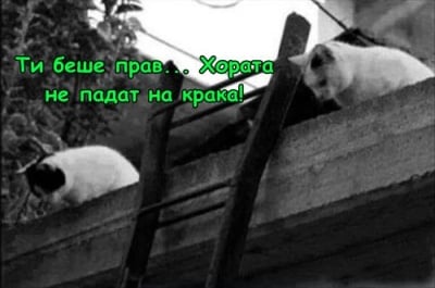 Котешки експеримент