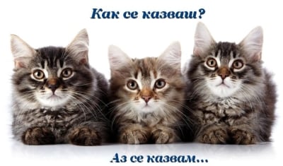 Котешки имена