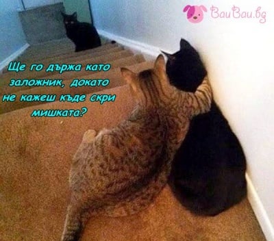 Котешки залог