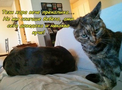 Котешко гостоприемство