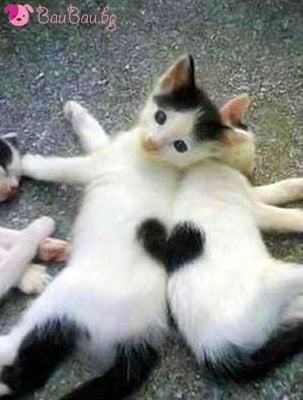 "Допълваме се идеално!"