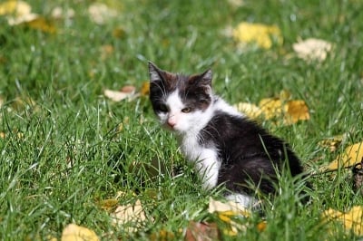 Котето Краси - нов дом