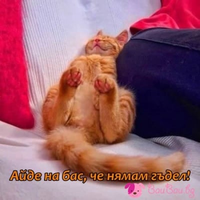 Има ли гъдел, няма ли?